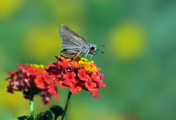 Millet Skipper on Lantana Flower