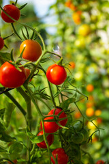 Ripe red organic tomato in greenhouse. Beautiful heirloom tomatoes