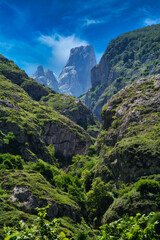 naraanjo de bulnes ,asturias , spain.