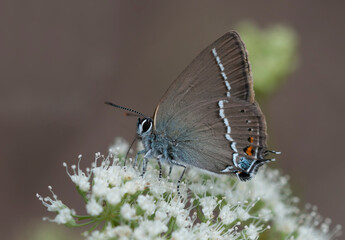 Blue Spot Hairstreak