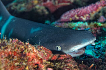A picture of a reef whitetip shark © ScubaDiver