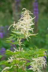 Blooming goat's beard, this plants attracts many insects 