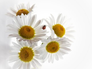 Obraz premium daisies and ladybug in white background
