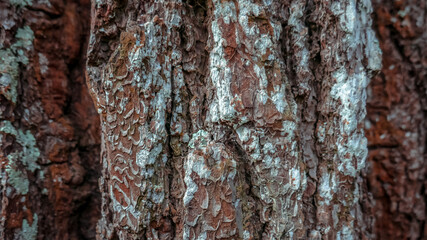 the texture of the bark of an old tree growing in the forest