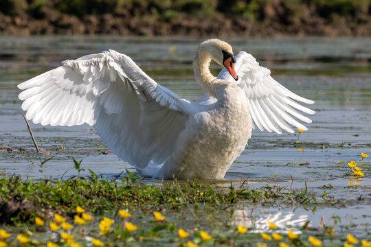 Swan spreading his wings