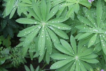 green leaves with dew drops