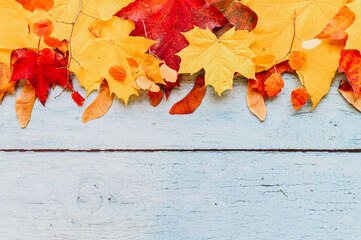 red and yellow dry autumn maple leaves, top in a row on a blue wooden background. fall concept. flat lay, space for text
