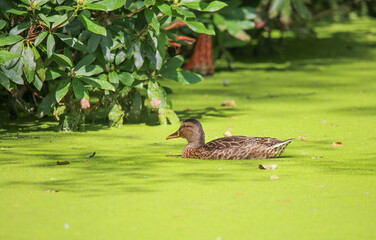 Closeup of one isolated duck swimming in polluted lake with green algae carpet slick- Netherlands, Gelderland (focus on duck body)
