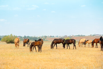 Naklejka na ściany i meble Herd of horses with foals graze in meadow. Countryside landscape of horses eat grass in field on hot summer day.