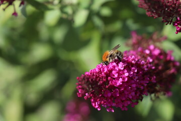 Eine Hummel sammelt Nektar auf einer pinken Blüte mit grünem Hintergrund