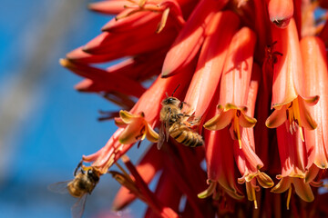 Barbadensis Aloe Vera Flower In Bloom with Bees sucking the nectar and pollinating
