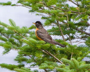 American Robin Stock Photo and Image. Robin bird perched on a fir branches with blue sky background in its environment and habitat surrounding displaying plumage feather.