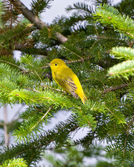 Naklejka premium American Yellow Warbler Stock Photo and Image. Warbler close-up perched on fir branches background in its environment and habitat surrounding displaying yellow plumage feather.