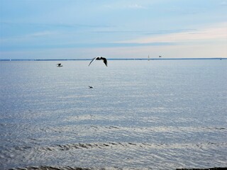 Seagull flying over the sea
