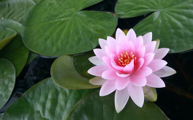 pink lotus flower