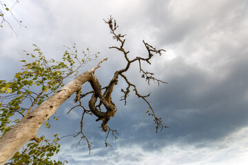 Dry branchy tree against the background of cumulus clouds.