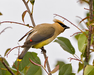 Cedar Waxwing Stock Photo and Image. Perched on a fruit tree branch with side view with a blur background in its environment and habitat surrounding displaying yellow brown plumage feather.