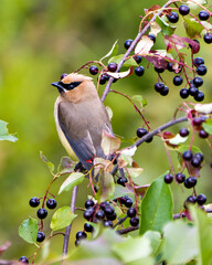 Cedar Waxwing Stock Photo and Image. Perched on a fruit tree branch with side view with a blur green leaves background in its environment and habitat surrounding.