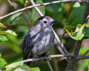 Gray Catbird Stock Photo and Image. Gray Catbird Photo. Juvenile bird perched on a branch with green blur background displaying gray feather plumage.