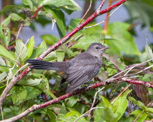 Gray Catbird Stock Photo and Image. Perched on a branch with green leaves blur background displaying gray feather, spread tail, wings, plumage in its environment and habitat surrounding ..