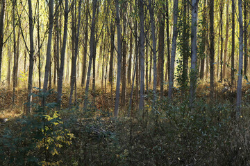 Obraz premium Poplar trees in autumn. Tree background.