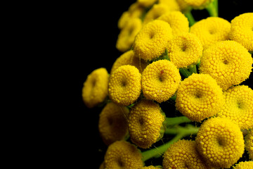 Yellow flowers on a black background