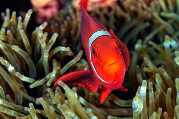 An anemone and it's Clown fish
