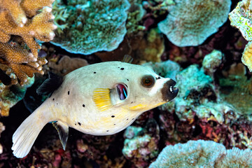 A picture of a puffer fish