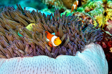 An anemone and it's Clown fish
