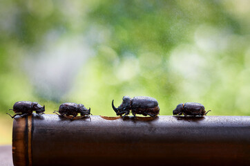 Fototapete bei efototapeten.de bestellen   