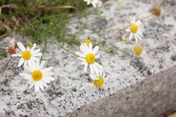 Fototapeta na wymiar A group of small white daisies growing along the city curb