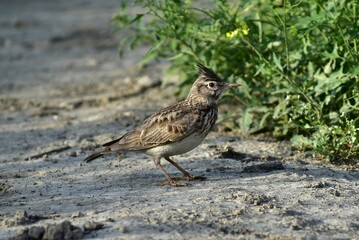 Crested lark