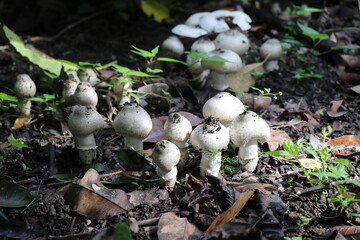 Indian mushrooms that grow in monsoon seasons. Edible fungi grown in forest