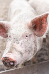 Fototapeta premium Pig farming raising and breeding of domestic pigs..