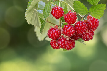 branch of ripe red raspberries on the bush