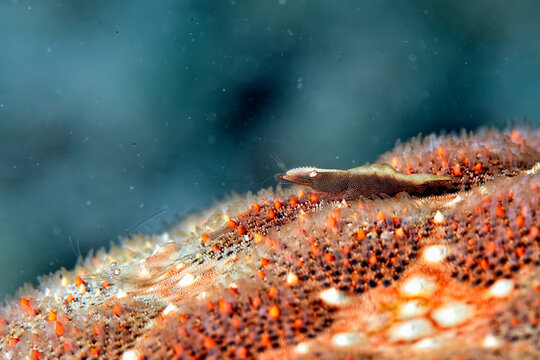 A picture of a starfish shrimp