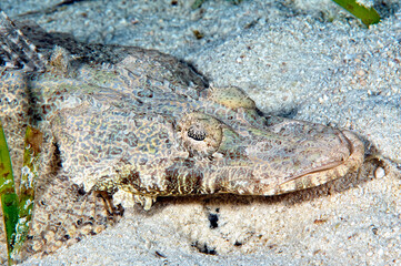 A picture of a crocodilefish