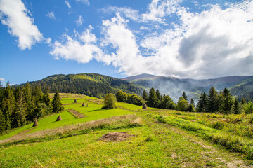rural fields on top of a mountain near a coniferous forest in good weather.