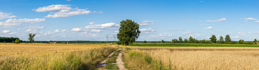 Fototapeta na wymiar farmland on a beautiful sunny day against the background of blue sky