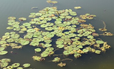 The lily pads floating on the water surface.