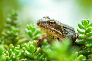 A brown frog sitting in green plants