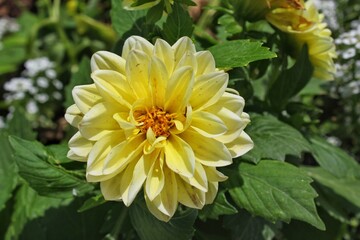 Bright yellow dahlia flower growing in the sunny flower garden.