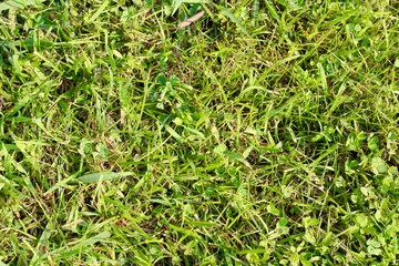A close view of the green grass texture surface.