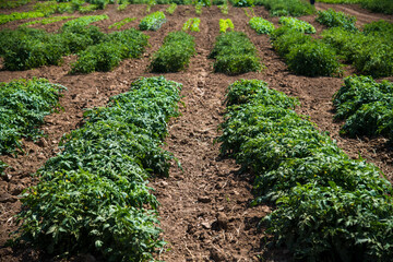 Fototapeta na wymiar Growing tomatoes in a farmer's field