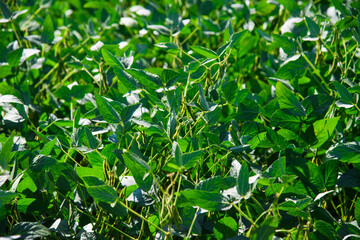 Chickpea crop field