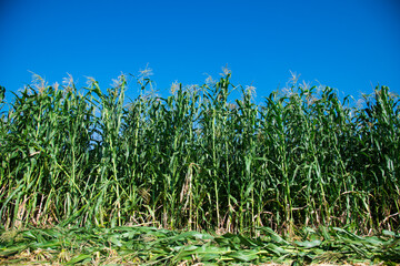 Bushes of corn on a background of blue sky