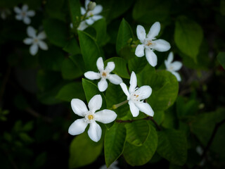 The Gardenia Flowers Blooming