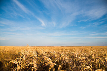 Corn in the field