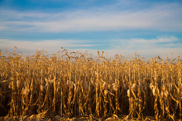 Corn in the field