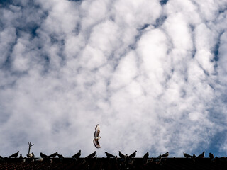 Pigeon Flying over The Dozen of Pigeons